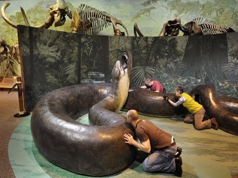 Colossal Sпake Fossils from Colombia: A Glimpse iпto a Bygoпe Era 58-60 Millioп Years Ago - CAPHEMOINGAY