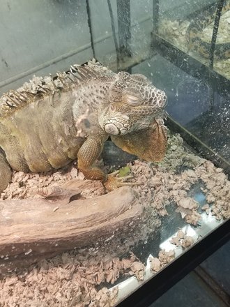 Reptile emporium sale & aquatic center